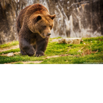 ~brownbearsforever~