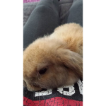 rabbit club
