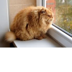Da Fat Kats
