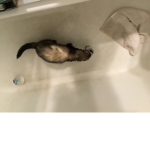 FERRETS RULE