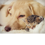 Die Hunde und Katzen Gruppe