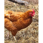 Azaelia Banks Chicken Closet