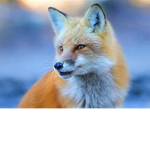 BlaBlaFox