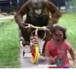 7 monkey masters