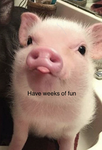 Weeks of fun