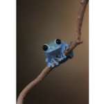 Foreverfrogs