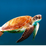 Save The Turtles (Original)
