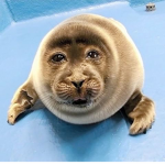 hihi wasaaa