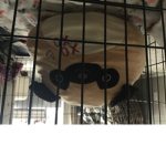 Egg dogs of the world