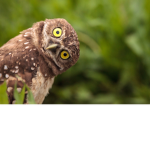 Owls always make MW LAUGH