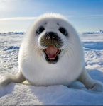 Seal Empire!