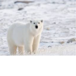 • polar squad •