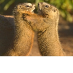 marmot payout