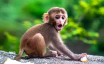 monkey fans....!!!