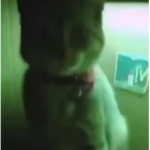 el gato felix fan group