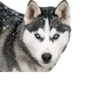 Blue doggo t-shirts!