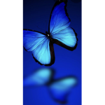 Blue butterflys wasup