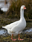 The Goose Colony