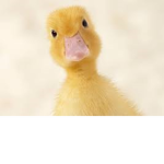 duckslife