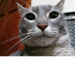 Gatitos Landia