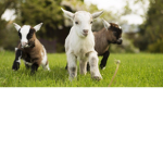Goat Brothers