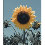 CHILLING SUNFLOWERS