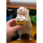 rat club forever