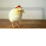 The fat chicken group