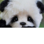 Aww cute panda
