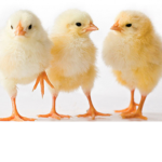 Chickens are Gods