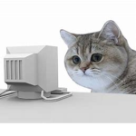 the cat car