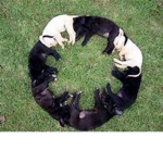 Chewie's Circle
