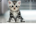 I GATTINI TATICI