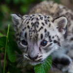 Snowball's Snow Leopard Society