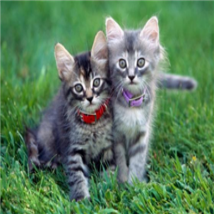 cat Roblox decal