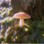 フラワーズ 花