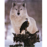 wolfes
