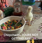 Chirpchacho..