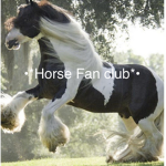•*Horse Fan Club*•