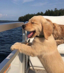 ‘puppi