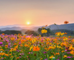 The flower field!