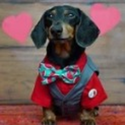 Crusoe the dachshund store