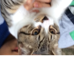 The epic!!!!! Kitties🐱🐱🐱🐱🐱🐱