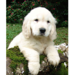 #PuppySquadOfficial