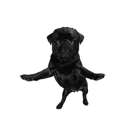 Pug Dog Pet Dancing - Viral Meme (Black)