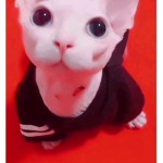 lil kits