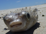 okey fish group