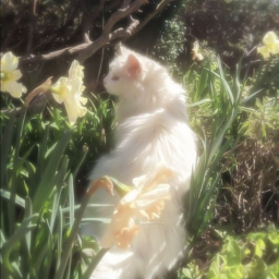 ⋆｡˚🌿•
