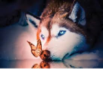WolfShy