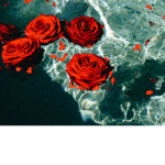 _Royal_roses_